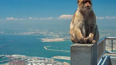 Gibraltar became a hub for crypto