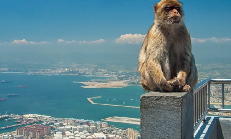 Gibraltar became a hub for crypto