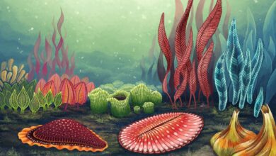 Ediacarans did competition kill off earths mysterious first animals