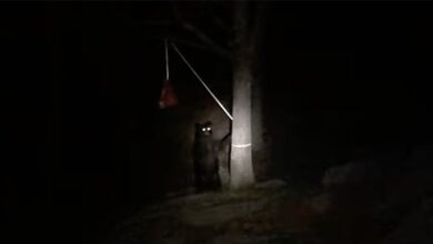 Boy scout suffers minor injuries in bear encounter at ny campsite