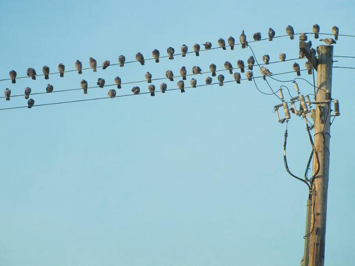 Bird on a wire and other winning photos