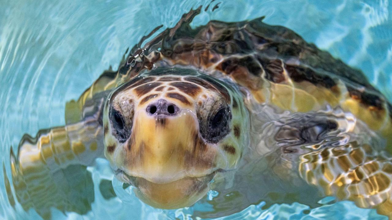 Injured loggerhead turtle found in cumbria released into wild