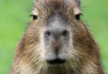 Escaped capybara probably living her best life