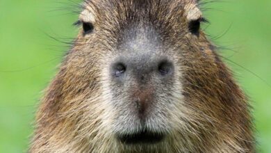 Escaped capybara probably living her best life