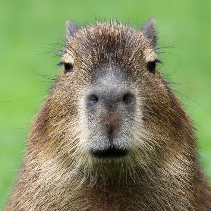 Escaped capybara probably living her best life