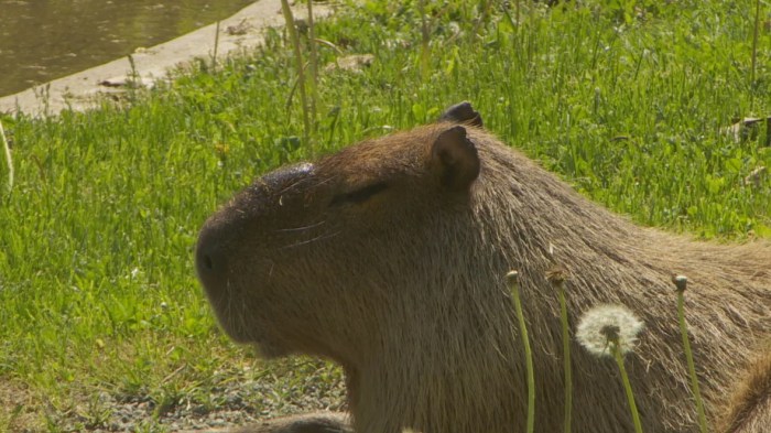 Fears fugitive capybara could stray onto military land and never be retrieved