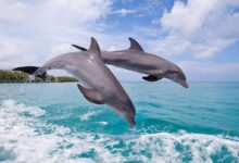 Dolphins rub against mucus oozing corals to soothe skin