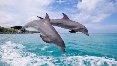 Dolphins rub against mucus oozing corals to soothe skin