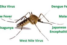 What to know about the elevated risks of mosquito borne diseases