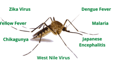 What to know about the elevated risks of mosquito borne diseases