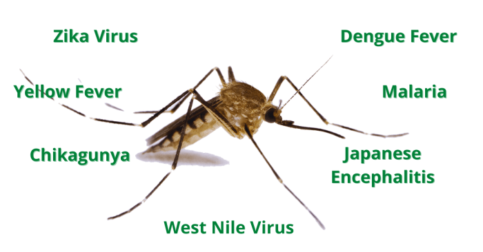 What to know about the elevated risks of mosquito borne diseases