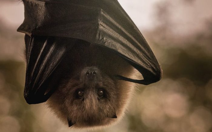 Bats show fewer signs of ageing while they are hibernating