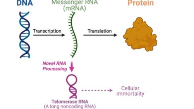 Origin of life theory involving rna protein hybrid gets new support