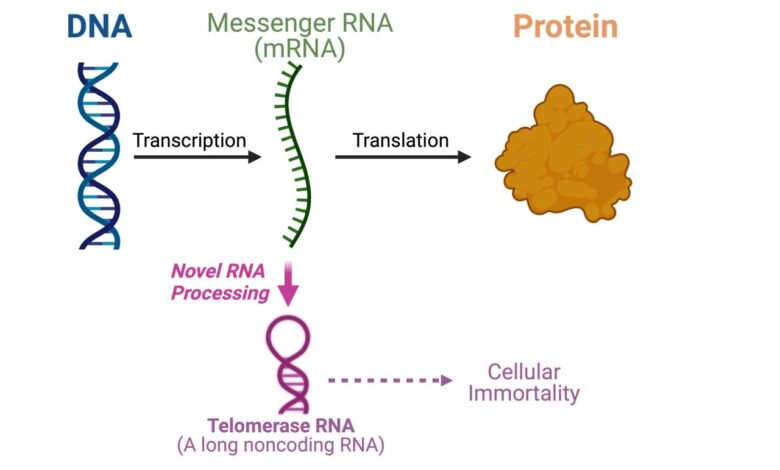 Origin of life theory involving rna protein hybrid gets new support