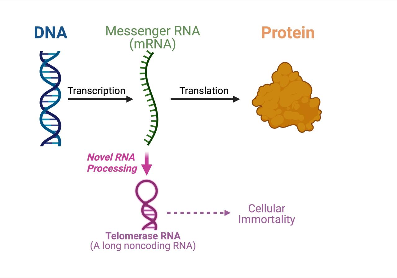 Origin of life theory involving rna protein hybrid gets new support