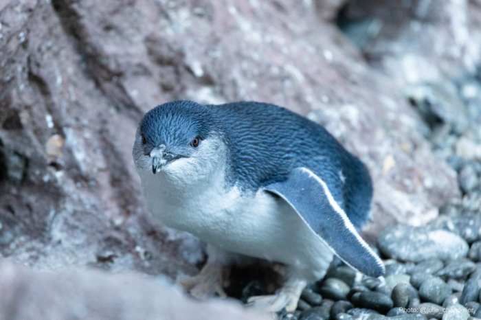 Shy penguin species wins new zealands bird of the year after contest without the controversies of previous years