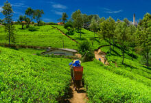 Organic agriculture nightmare tanks sri lankas economy