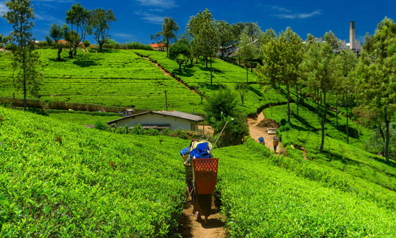 Organic agriculture nightmare tanks sri lankas economy