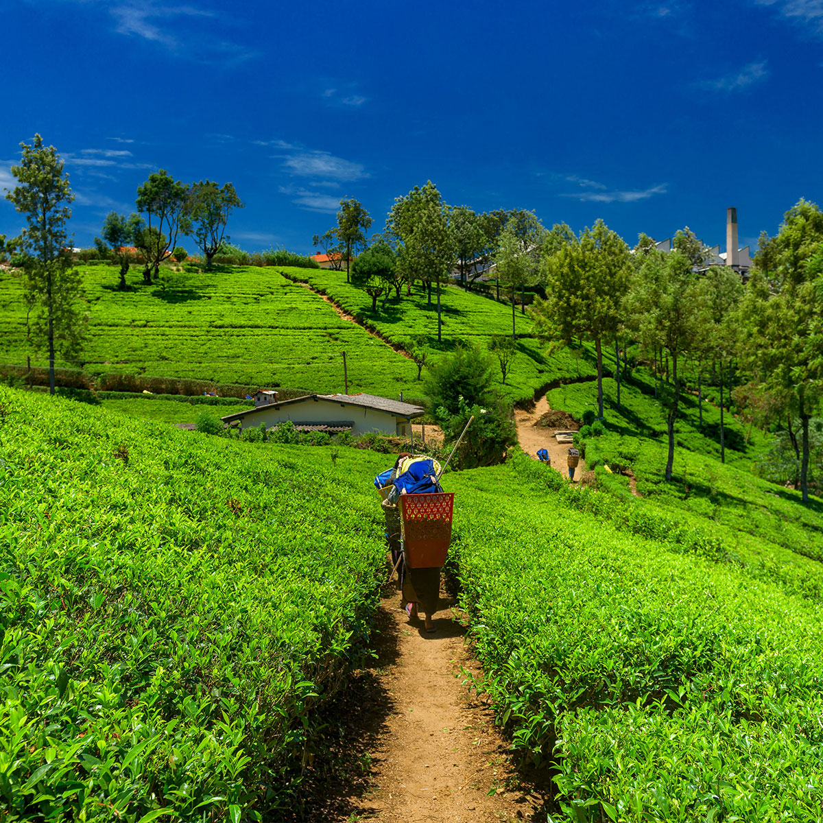 Organic agriculture nightmare tanks sri lankas economy