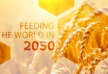 Population and feeding the world