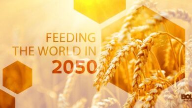 Population and feeding the world