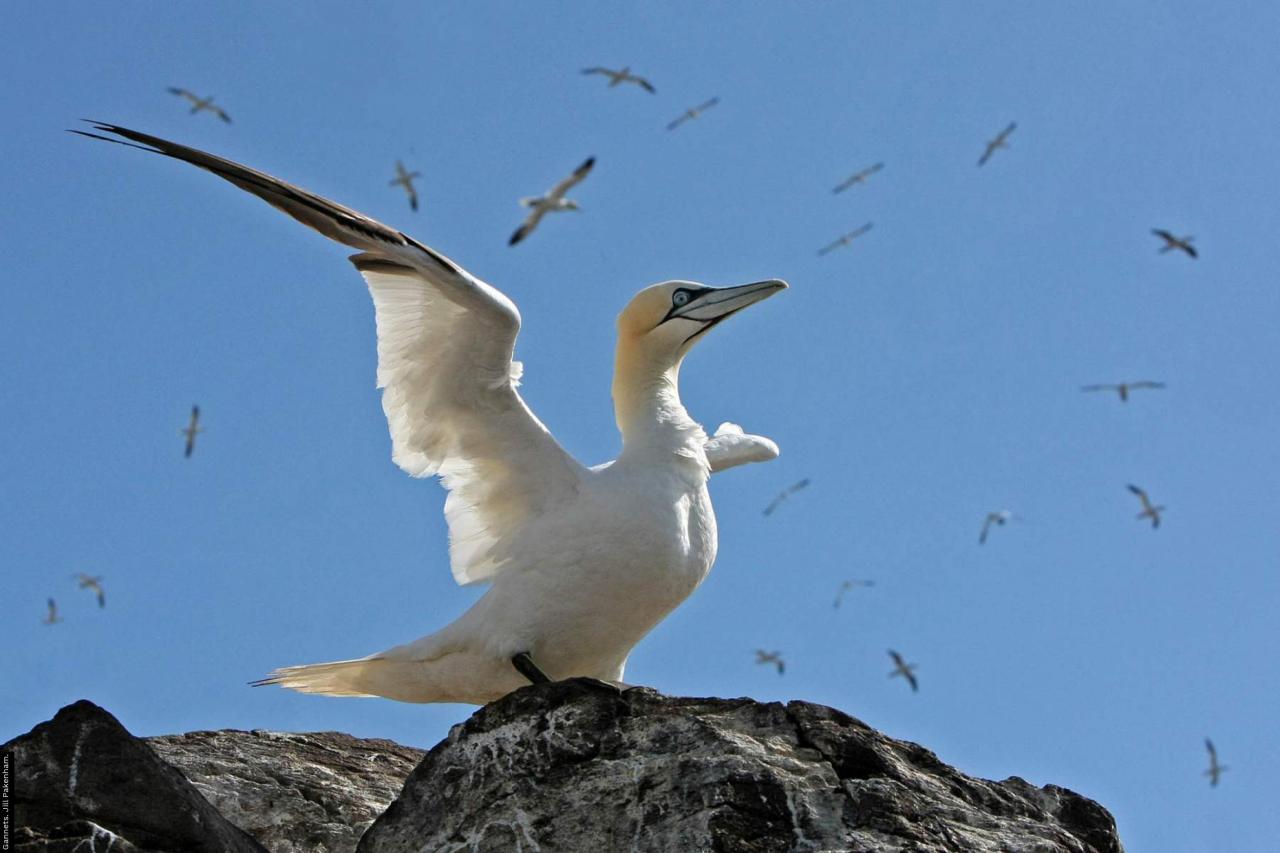 Five seabirds added to uk red list of most concern