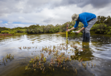 Mangroves the challenge of preserving coastal forests