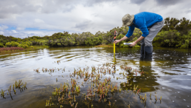 Mangroves the challenge of preserving coastal forests