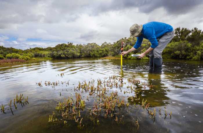 Mangroves the challenge of preserving coastal forests