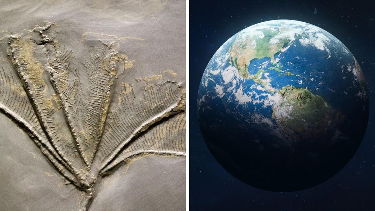 Ediacarans did competition kill off earths mysterious first animals