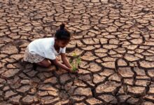 Drought hit zimbabwe and namibia forced to kill hundreds of elephants