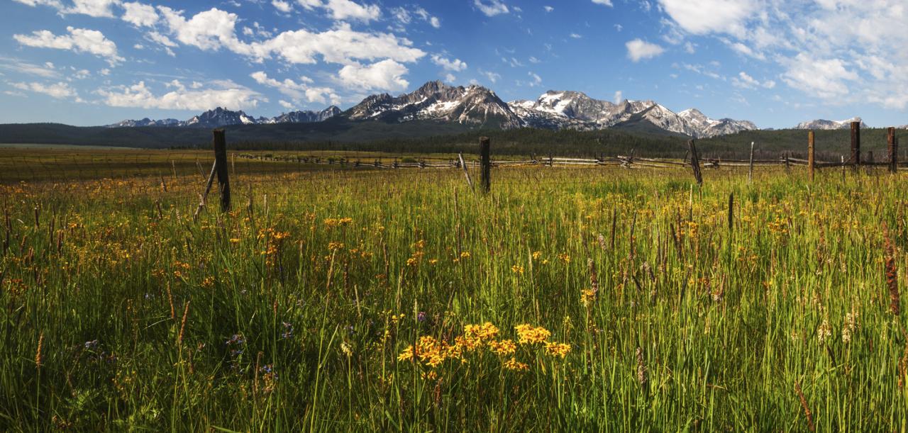 Idaho sawtooth bhat vishwanath stanley bloom wildflower photograph based state Idaho becomes first state to pass copycat texas abortion ban