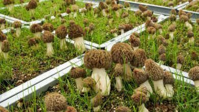 Cultivating coveted morels year round and indoors