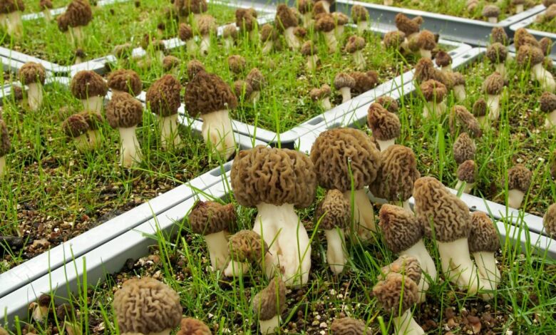 Cultivating coveted morels year round and indoors