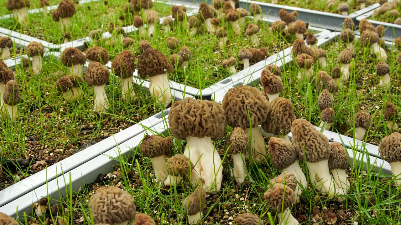 Cultivating coveted morels year round and indoors