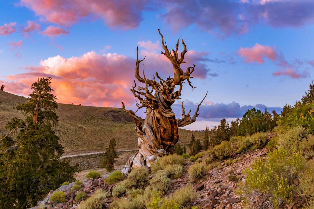 Is the worlds oldest tree growing in a ravine in chile