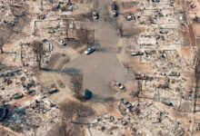 Forests wildfires