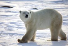 Polar bears that persist