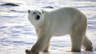 Polar bears that persist