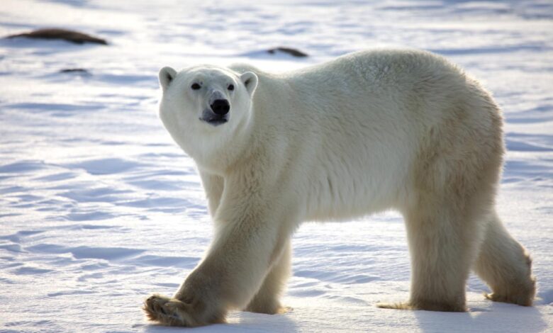 Polar bears that persist