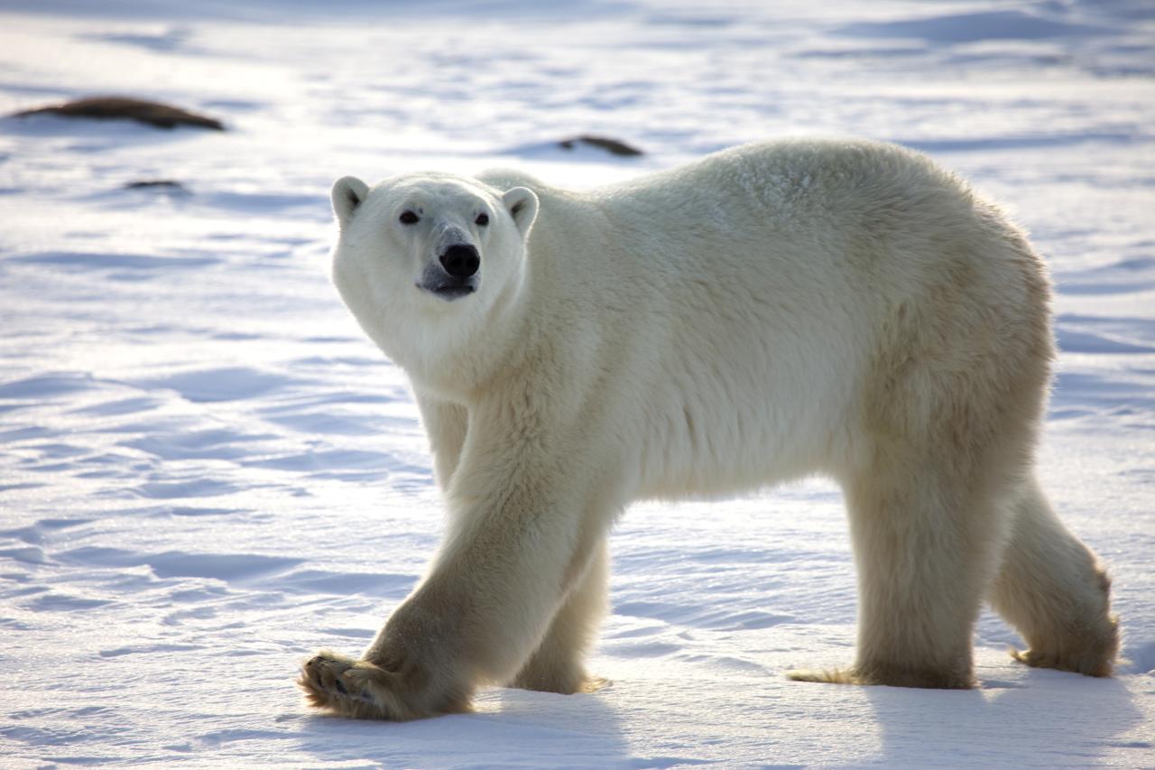 Polar bears that persist