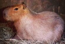 Capybara capybaras runaway