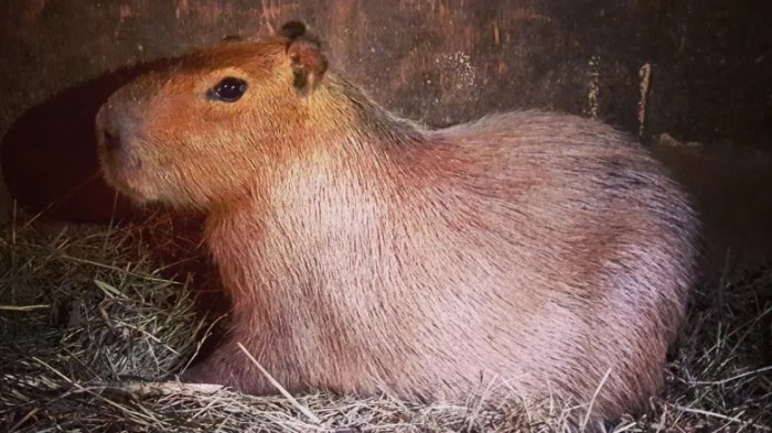 Capybara capybaras runaway