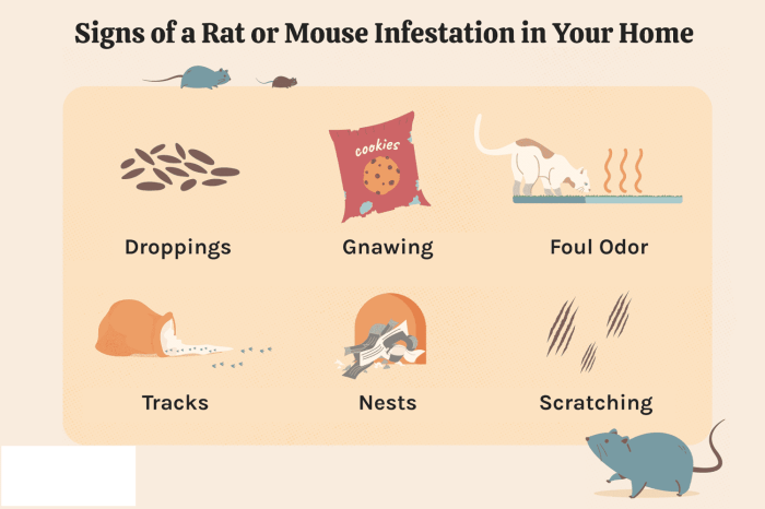 20000 home damage warning after dog sized rats plague the uk