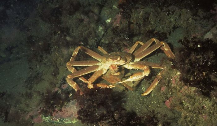 Alaskas snow crabs have disappeared where they went is a mystery