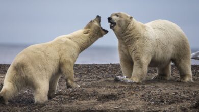 Biden administration settling a long feud moves to block a mine in alaska