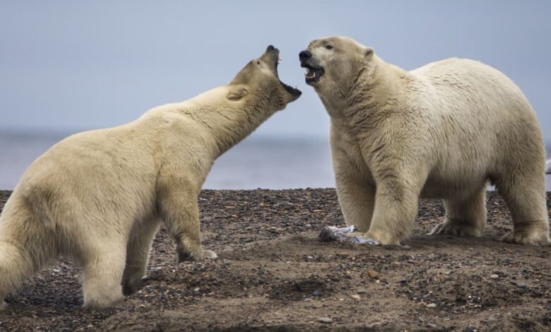 Biden administration settling a long feud moves to block a mine in alaska