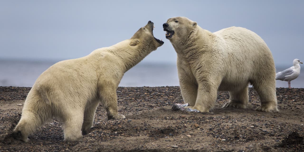 Biden administration settling a long feud moves to block a mine in alaska