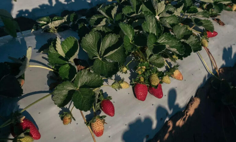 Organic strawberries likely cause of hepatitis a outbreak in u s canada