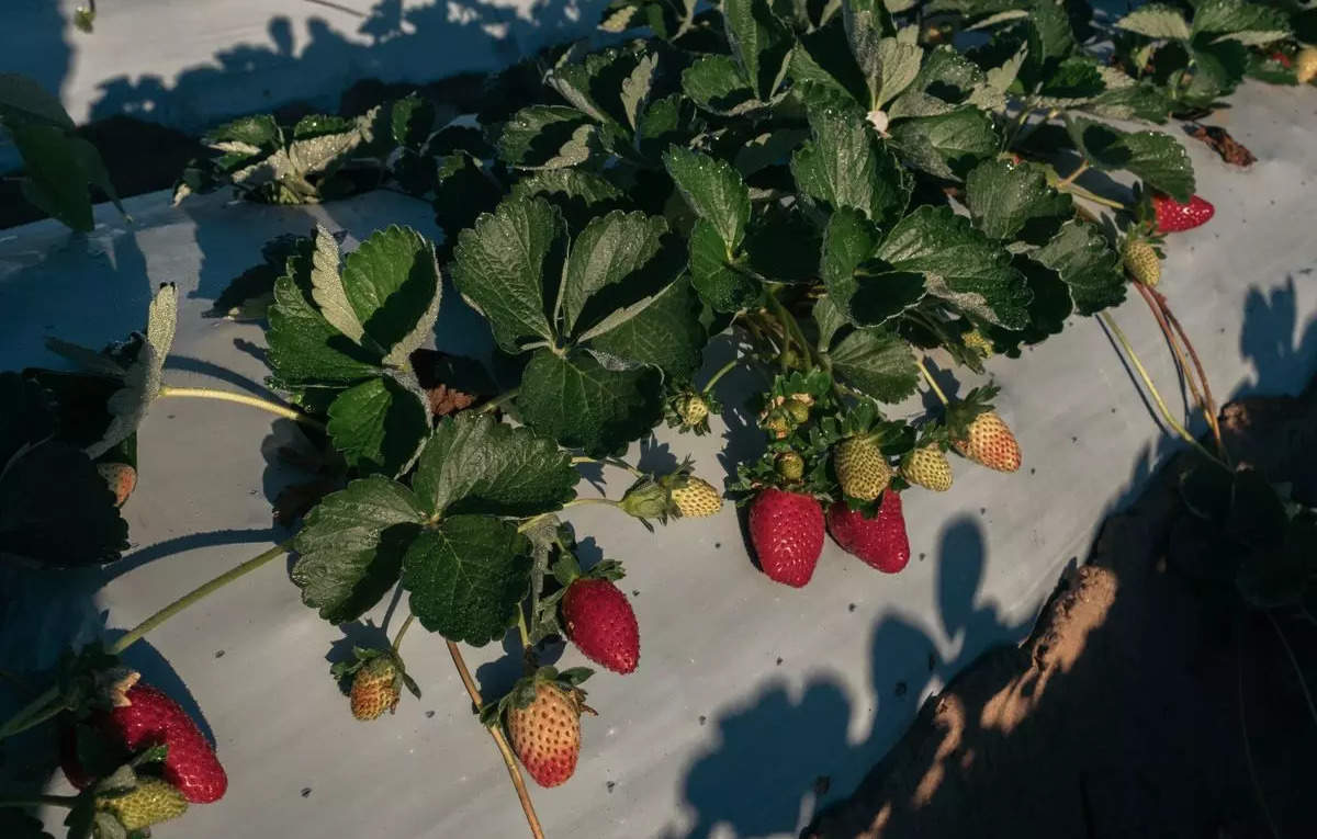 Organic strawberries likely cause of hepatitis a outbreak in u s canada